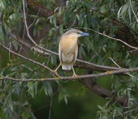 Ardeola ralloides on the tree.