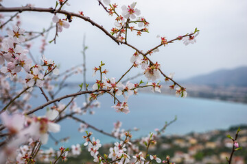 Almond tree with a panoramic view of the coastal area of Kalamata city in the background. Winter landscape in the Messenian gulf, Peloponnese, Greece, Europe