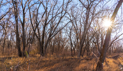 Obraz premium Sun Rise Winter Forest