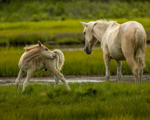 Foal with Mare