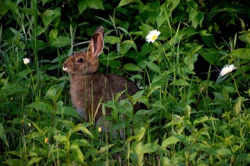 Naklejka na ściany i meble Small brown hare staring at the sun. White flowers