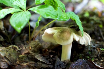 White mushroom hiding under a bright green plant. Wet morning in the forest.