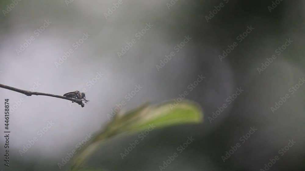 Poster fly perching on the tip of a twig against bokeh background. - close up shot