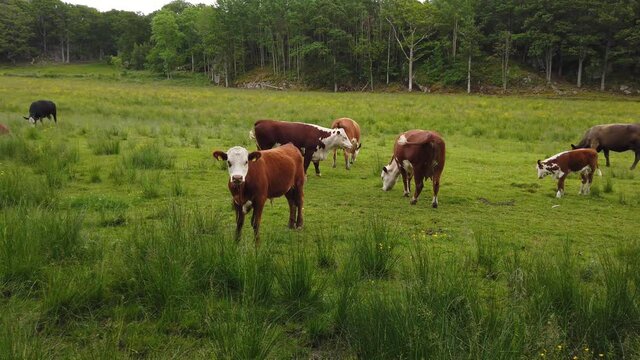 Slo-mo of brown and white cow looking into camera on field by others