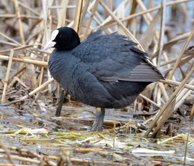Fulica atra on the lake.