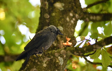 oiseau