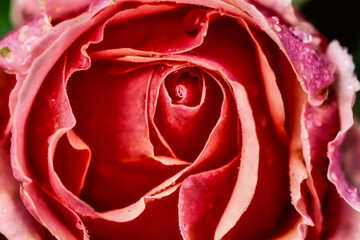 Close of of the center of a red rose bud