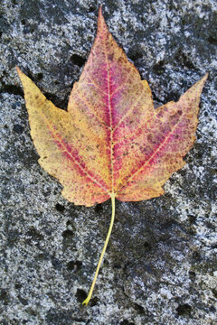 Autumn maple leaf on a grey rock