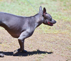 Dog breed Thai Ridgeback or Mah Thai in summer 