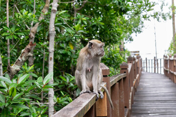 Naklejka na ściany i meble Monkey Sitting on Ledge in Forest Reserve