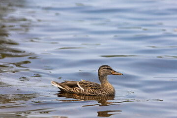 Female mallard duck swims on sheen water