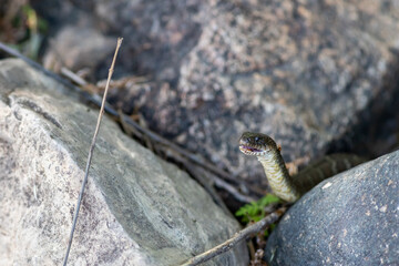 Water snake with its head raised and mouth open