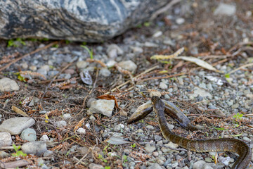 Northern water snake slithers away carrying fish