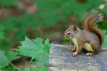 Red squirrel sitting on a cut log