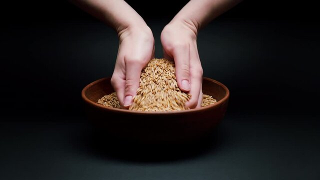 Taking barley in hands from bowl on black background. Shooting of cereal and groats in studio. Macro footage of pouring out the grits. Food cooking video. 