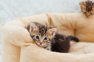 Closee-up little bengal kitten on the cat's pillow
