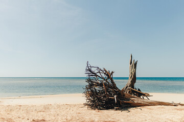 Pine tree on the beach with blue sea and sky in Phuket. Thailand.