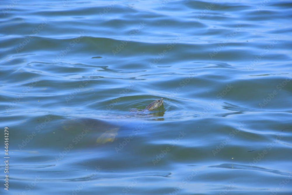 Sticker Closeup of sea turtle swimming on water