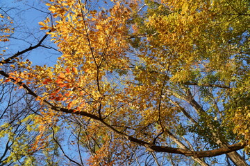 Fototapeta premium 秋の紅葉したトウカエデの木