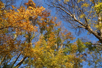 Fototapeta premium 秋の紅葉したトウカエデの木