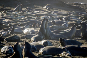 Fototapeta premium Elephant seal colony