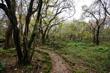 Fototapeta na wymiar a charming autumn forest with a path