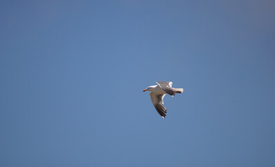 seagull in flight