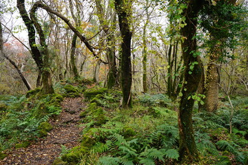 Obraz premium a charming autumn forest with a path