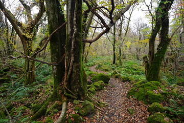 a charming autumn forest with a path