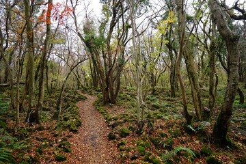 a charming autumn forest with a path