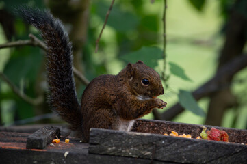 squirrel on tree