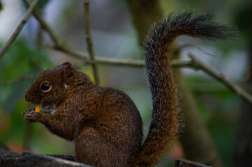 squirrel on tree