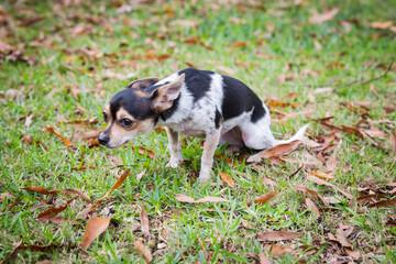 Black White and Tan Chihuahua Crouching as if Scared