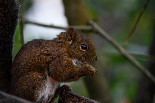 squirrel on tree