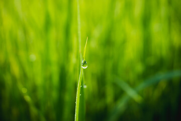 Fresh grass with dew drops close up.Water drop on grass,Macro water drop in nature,The nature background abstract.