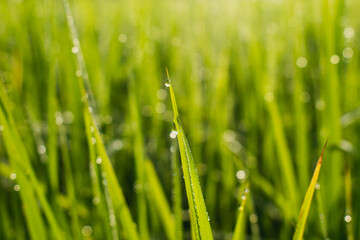 Fresh grass with dew drops close up.Water drop on grass,Macro water drop in nature,The nature background abstract.