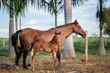 A beautiful Mangalarga mare of chestnut color with her little potty.