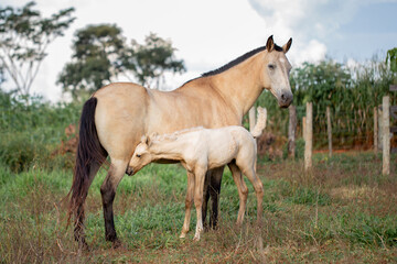A beautiful buckskin mare with her palomino foal. Beautiful Mangalarga horse. - obrazy, fototapety, plakaty