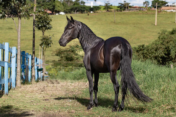 Beautiful black horse Mangalarga race with reddish tones by exposure to the sun. Concept of the...