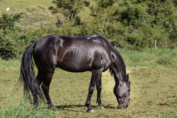 Obraz na płótnie Canvas Beautiful black horse Mangalarga race with reddish tones by exposure to the sun. Concept of the iconic black stallion horse.