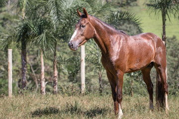 Beautiful blood bay horse of the Mangalarga Marchador breed, loose in the field. Free horse in the...