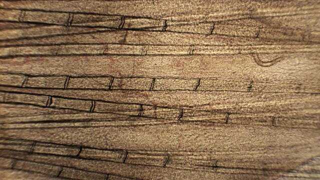 A microscopic parasite attached to the fin of a fish.