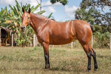 Bay horse. Beautiful Mangalarga Marchador mare with blood bay coat. Changing position of steps characteristic of Mangalarga.