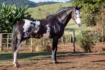 Beautiful horse of the Mangalarga breed. Marcher of black skewbald coat. White and black mixed...