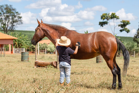 A beautiful Mangalarga Marchador mare with the blood bay coat receiving affection from a young cowboy. Concept of friendship between a child and a horse.