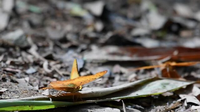 Tattered wings of an ochraceous tawny Charaxes marmax, the yellow Rajah Butterfly fluttering slowly on the forest floor in Thailand Asia.