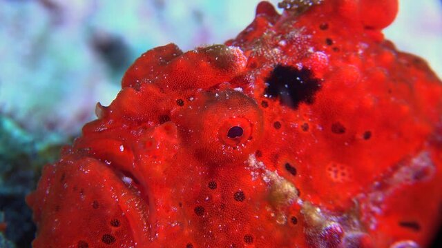 Red warty Frogfish Antennarius macuatus) super close up on coral reef