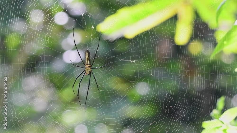 Poster macro shot of a golden silk orb weaver web spider, nephila pilipes, trying to escape with its coordi