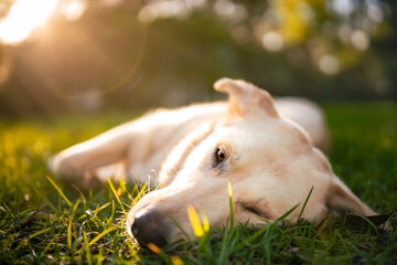 Mixed breed puppy in grass