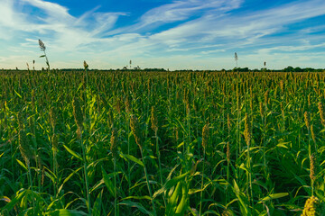 campo de sorgo al atardecer